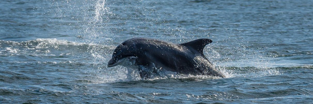 Dolphin Spirit Inverness